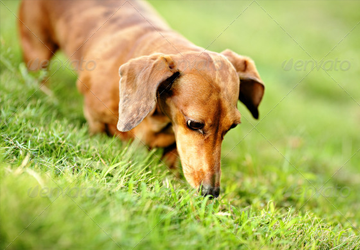 Dachshund