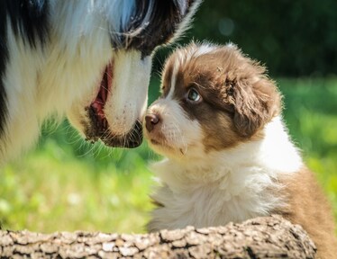 Dog walking